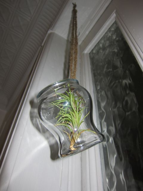 Air Plant Chandeliers Make Great Gifts | Red-Handled Scissors