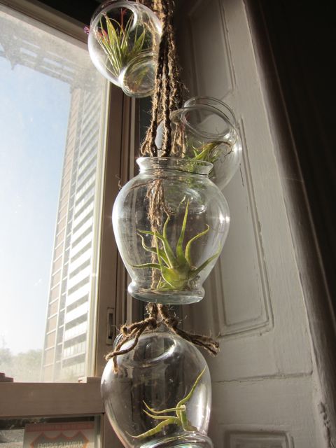 Tutorial: Air Plant Chandelier | Red-Handled Scissors