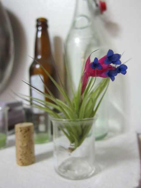 Today, I learned about Air Plants (Tillandsias) | Red-Handled Scissors