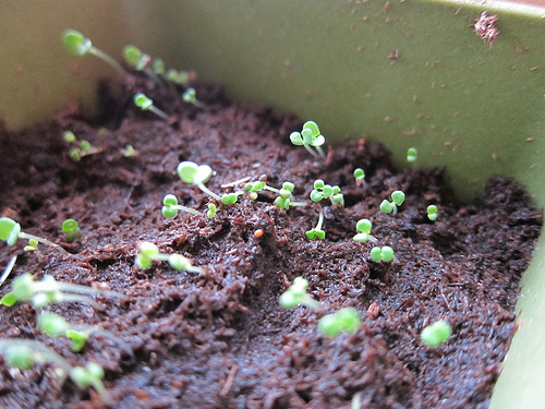 New Thyme Sprouts! | Red-Handled Scissors