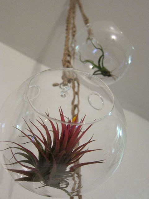 Sunday Snapshot: Crocheted Air Plant Chandelier | Red-Handled Scissors