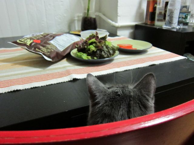 Sunday Snapshot: Cat vs. Lettuce | Red-Handled Scissors
