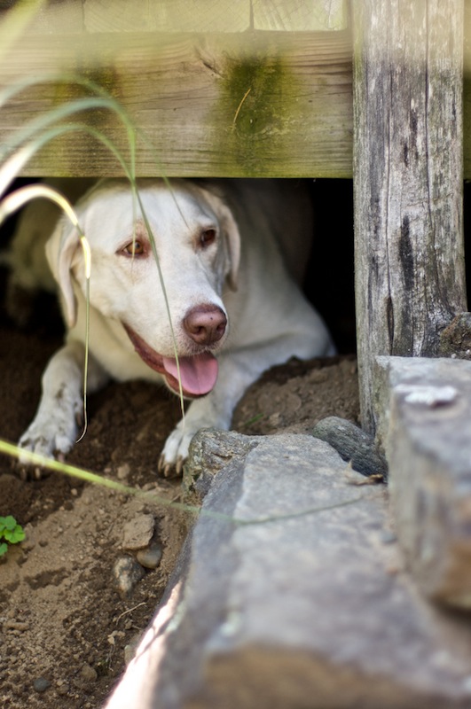 Sunday Snapshot: Sophie Dog Under the Deck | Red-Handled Scissors