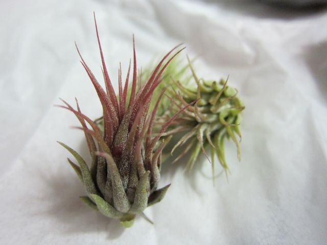 Air Plant Delivery! | Red-Handled Scissors