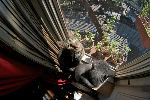 Sunday Snapshot: Cats in the Window Garden | Red-Handled Scissors