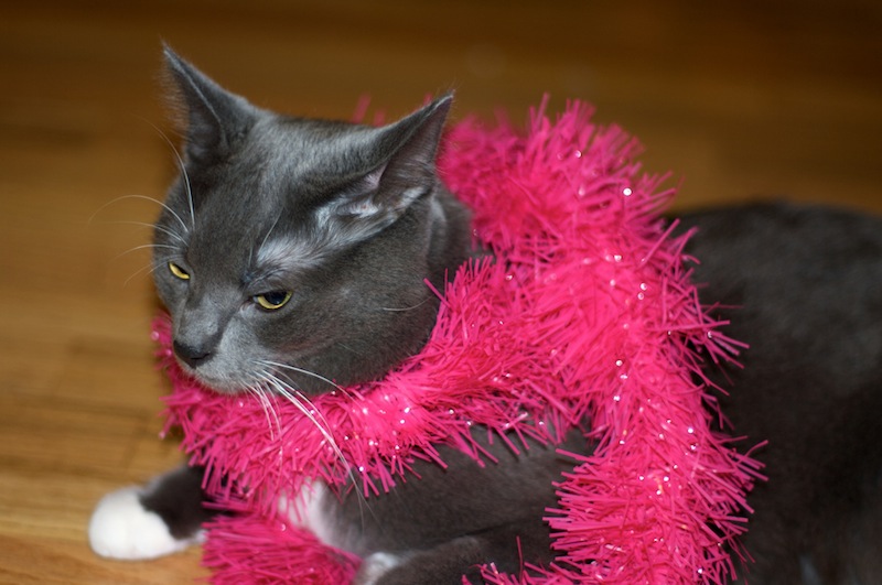 Wedding Anniversary Week: Angry Cat in a Bachelorette Boa | Red-Handled Scissors