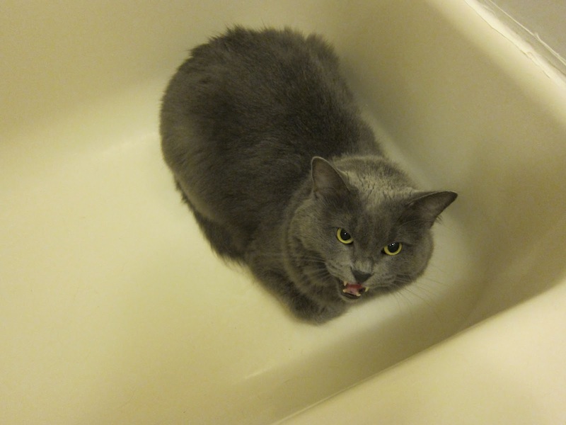 Sunday Snapshot: Polly the Mad Cat | Red-Handled Scissors