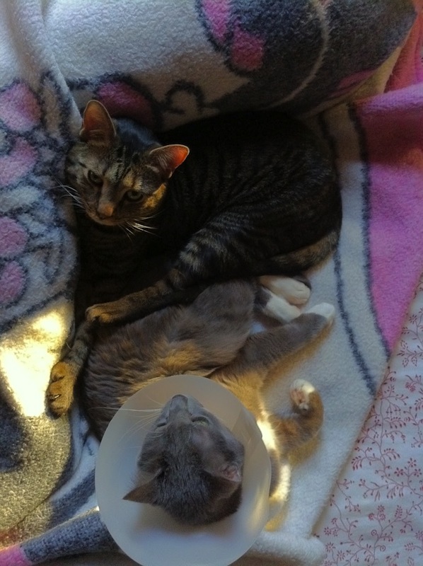 Sunday Snapshot: Cat Nap Pile | Red-Handled Scissors