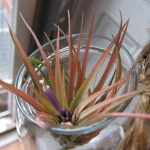 Sunday Snapshot: The Air Plants are Blooming! | Red-Handled Scissors