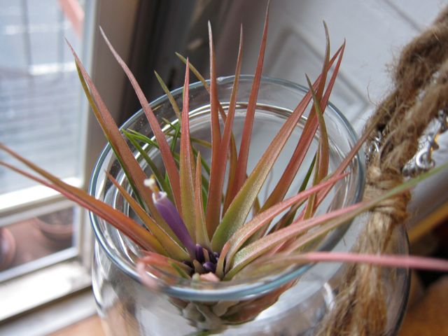 Sunday Snapshot: The Air Plants are Blooming! | Red-Handled Scissors