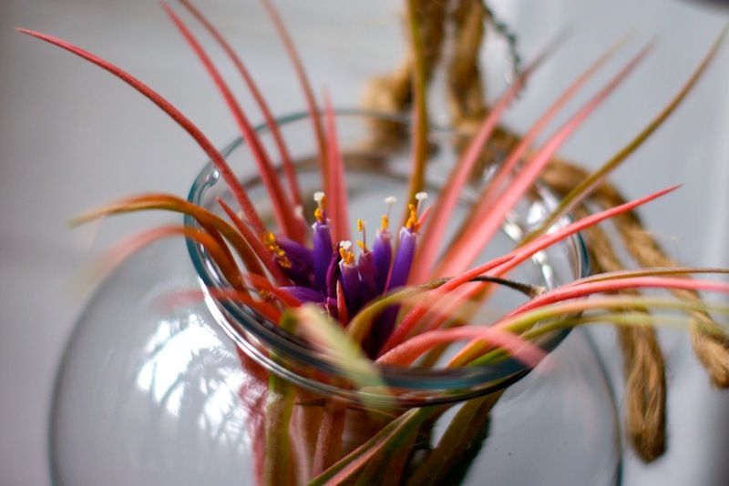 Air Plant Super Bloom | Red-Handled Scissors