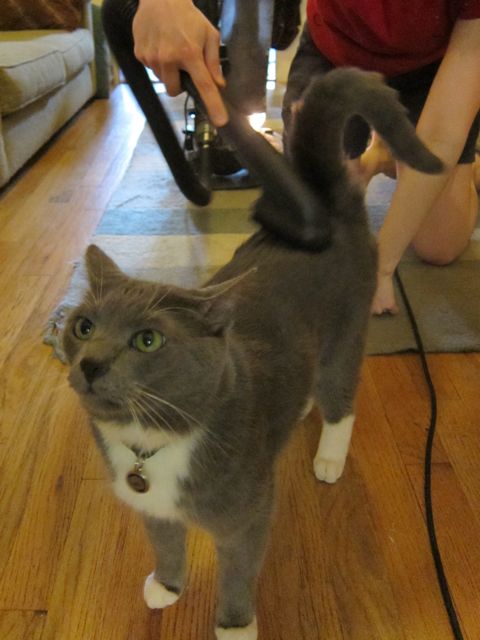 Sunday Snapshot: Cat Vacuum | Red-Handled Scissors