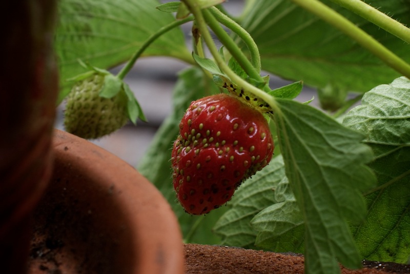 Sunday Snapshot: Fire Escape Strawberries! | Red-Handled Scissors