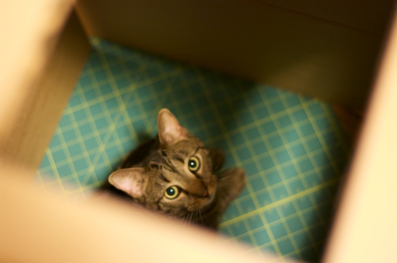 Sunday Snapshot: Cat Project | Red-Handled Scissors