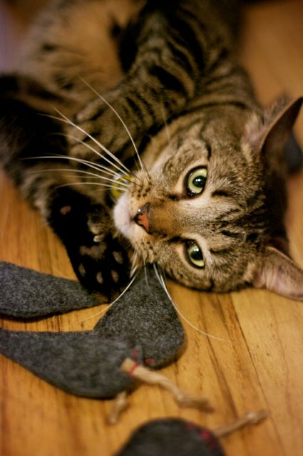 Tutorial: Catnip Mousies for your Modern Cat | Red-Handled Scissors