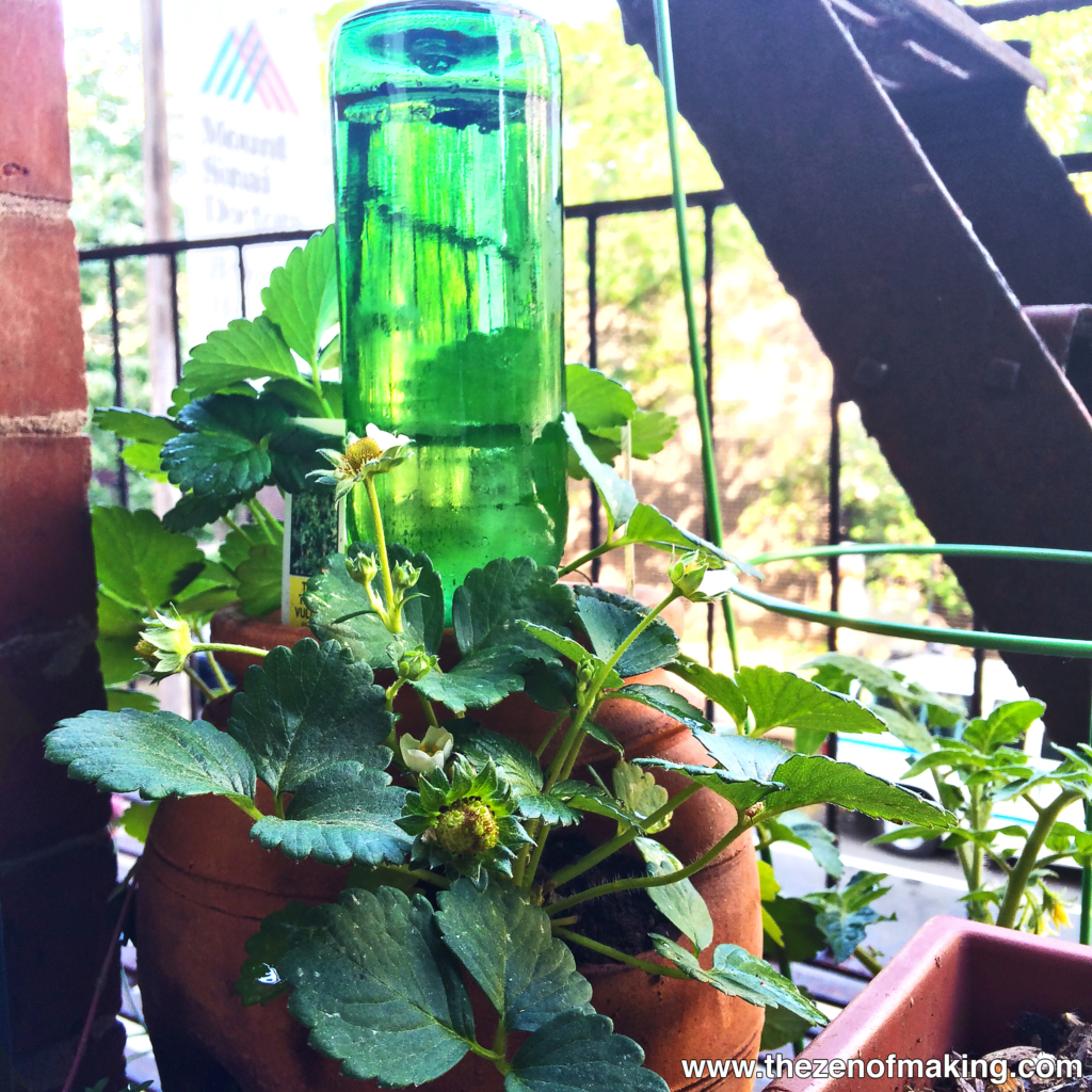 Tutorial: Beer Bottle Watering Globe for Houseplants and Container Gardens | Red-Handled Scissors
