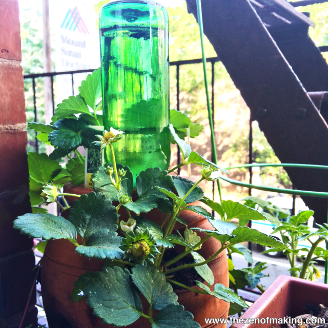 Tutorial: Beer Bottle Watering Globe for Houseplants and Container Gardens