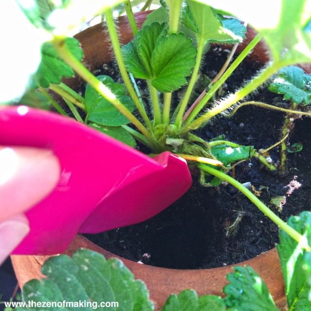 Tutorial: Beer Bottle Watering Globe for Houseplants and Container Gardens