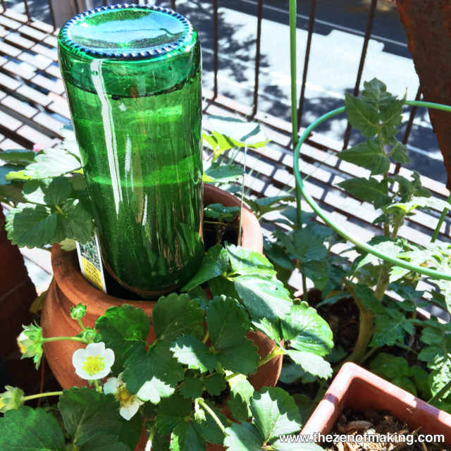 Tutorial: Beer Bottle Watering Globe for Houseplants and Container Gardens