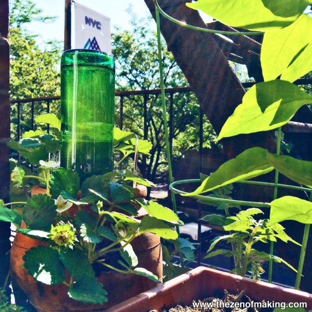 Tutorial: Beer Bottle Watering Globe for Houseplants and Container Gardens