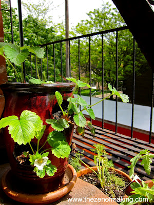 5 Tips for Successful Fire Escape and Container Gardening | Red-Handled Scissors