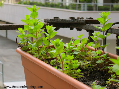 5 Tips for Successful Fire Escape and Container Gardening | Red-Handled Scissors