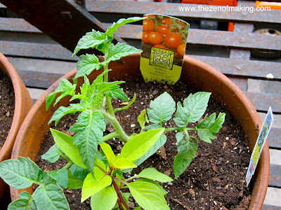 5 Tips for Successful Fire Escape and Container Gardening | Red-Handled Scissors