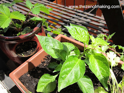 5 Tips for Successful Fire Escape and Container Gardening | Red-Handled Scissors