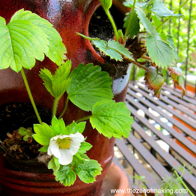 5 Tips for Successful Fire Escape and Container Gardening | Red-Handled Scissors
