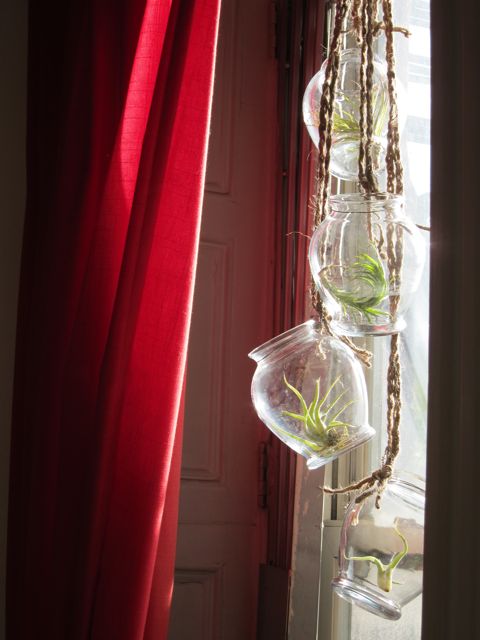 Tutorial: Air Plant Chandelier | Red-Handled Scissors