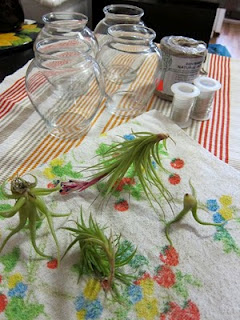 Tutorial: Air Plant Chandelier | Red-Handled Scissors