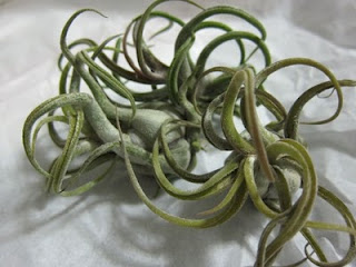 Air Plant Delivery! | Red-Handled Scissors