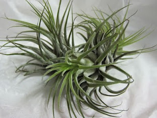 Air Plant Delivery! | Red-Handled Scissors